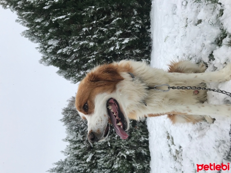 Golden Retriever, Köpek  Dobby fotoğrafı