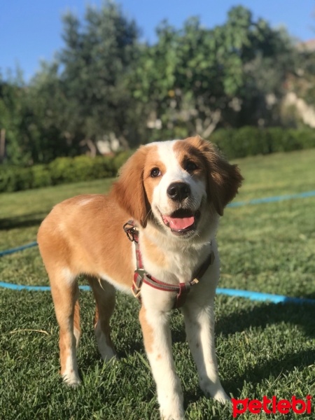 Golden Retriever, Köpek  Dobby fotoğrafı