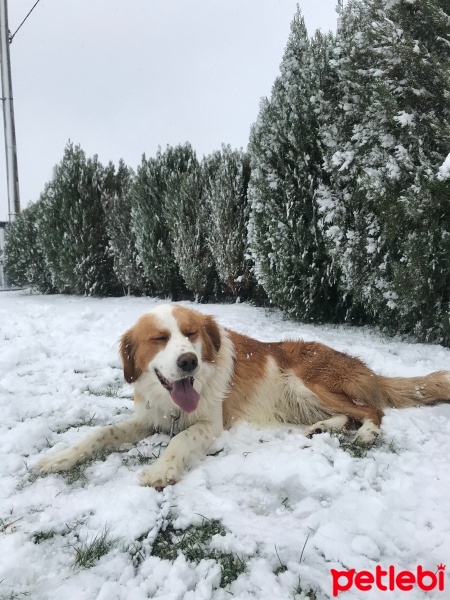 Golden Retriever, Köpek  Dobby fotoğrafı