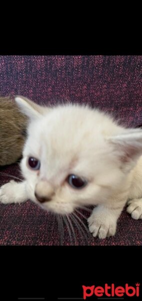 Scottish Fold, Kedi  Adı Yok fotoğrafı