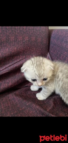 British Shorthair, Kedi  Adı Yok fotoğrafı