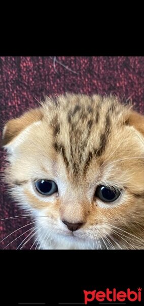 British Shorthair, Kedi  Adı Yok fotoğrafı