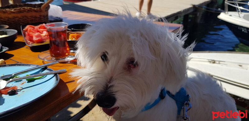 Maltese, Köpek  Lokum fotoğrafı