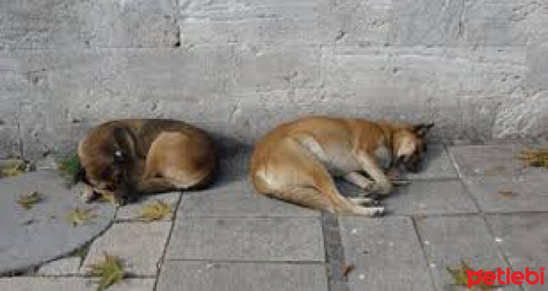 Sokö (Sokak Köpeği), Köpek  paşa  fotoğrafı