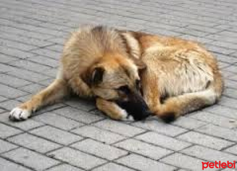 Sokö (Sokak Köpeği), Köpek  paşa  fotoğrafı