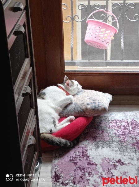 Tekir Kedi, Kedi  Zeytin fotoğrafı
