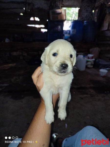 Golden Retriever, Köpek  Golden yavrular fotoğrafı