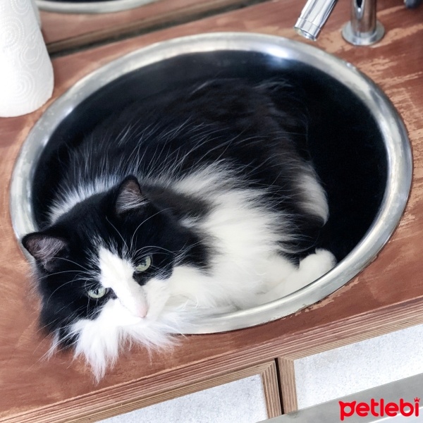 Norwegian Forest, Kedi  Oreo fotoğrafı