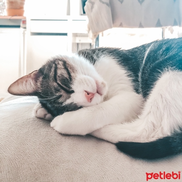 Tekir Kedi, Kedi  Minnoş fotoğrafı