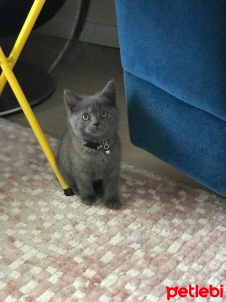 British Shorthair, Kedi  Duman fotoğrafı