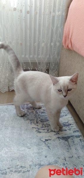 British Shorthair, Kedi  Krema fotoğrafı