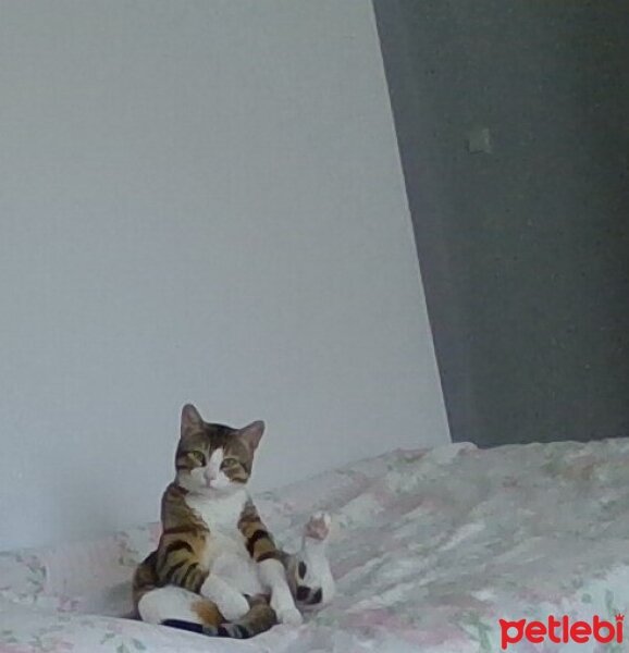 Tekir Kedi, Kedi  Lokum fotoğrafı