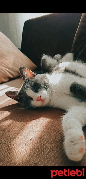 Norwegian Forest, Kedi  Bono fotoğrafı