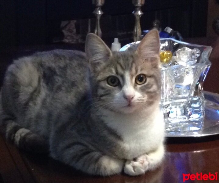 British Shorthair, Kedi  Luna fotoğrafı