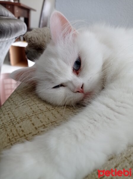 British Shorthair, Kedi  Elsa fotoğrafı