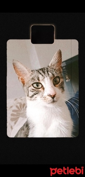 Tekir Kedi, Kedi  Lila fotoğrafı