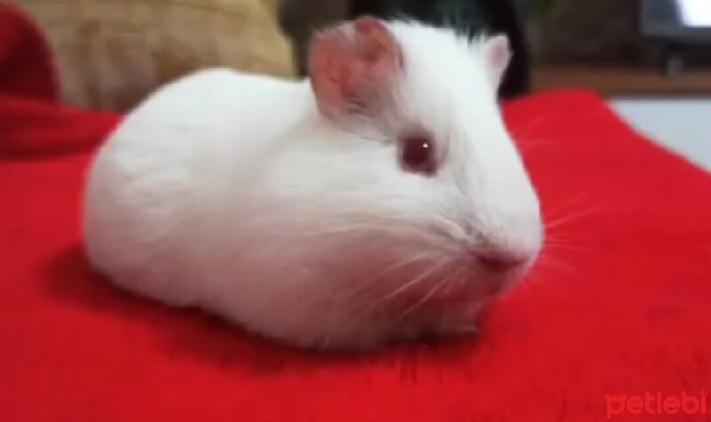 Guinea Pig, Kemirgen  Guin fotoğrafı