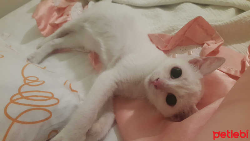 Ankara Kedisi, Kedi  Köpük fotoğrafı
