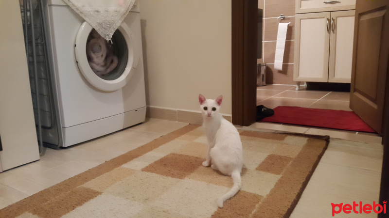 Ankara Kedisi, Kedi  Köpük fotoğrafı