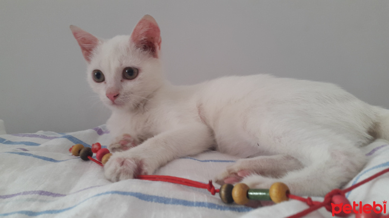 Ankara Kedisi, Kedi  Köpük fotoğrafı