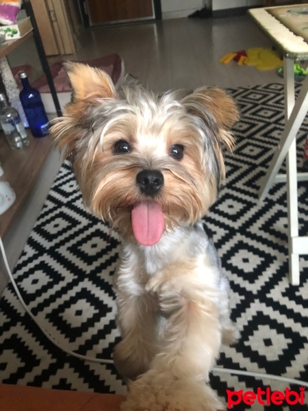 Yorkshire Terrier, Köpek  Paris fotoğrafı