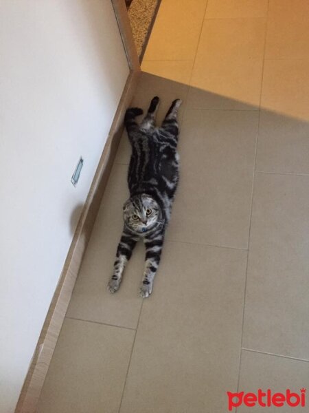 Scottish Fold, Kedi  Pasha fotoğrafı