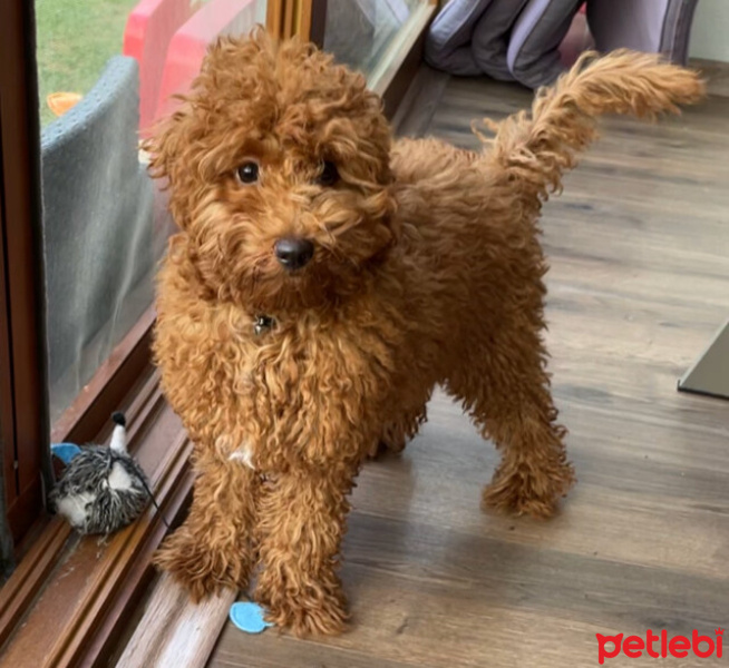 Poodle (Minyatür Kaniş), Köpek  Tarçın fotoğrafı