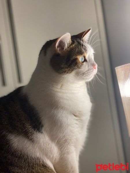 Tekir Kedi, Kedi  Sürpriz fotoğrafı