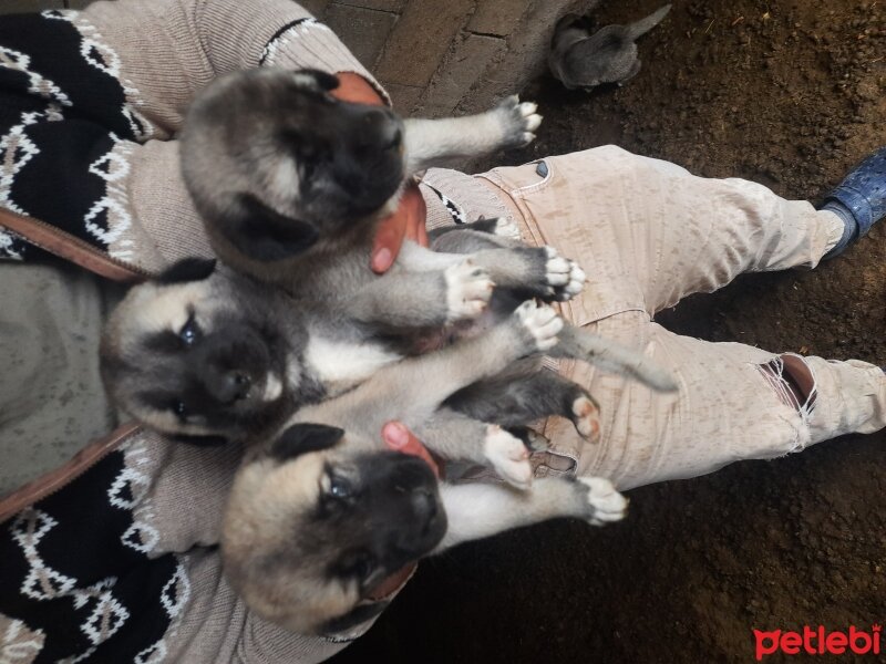 Kangal, Köpek  Ayl bogan fotoğrafı