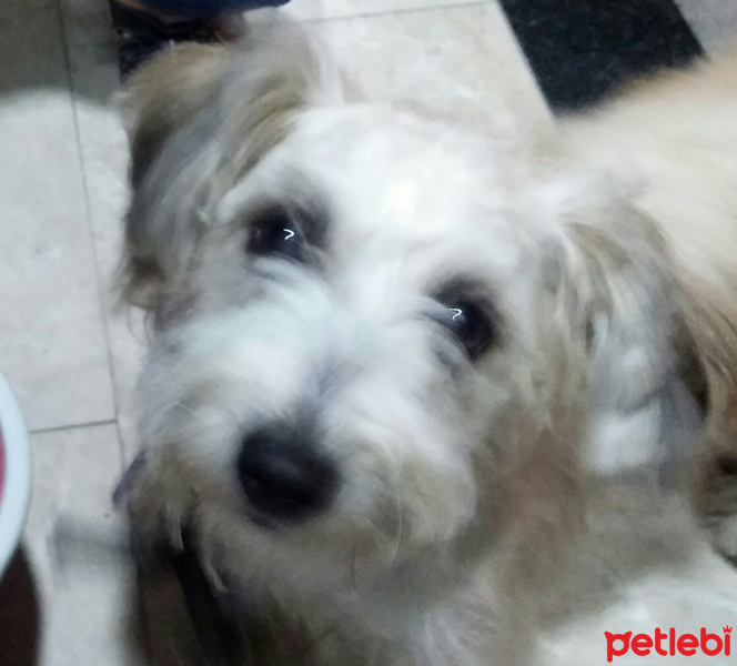 Maltese, Köpek  asya fotoğrafı
