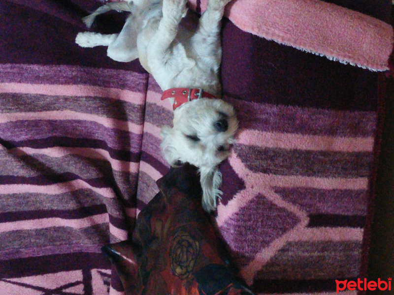 Maltese, Köpek  asya fotoğrafı