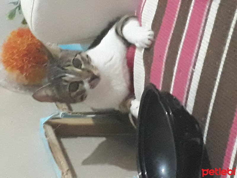 Tekir Kedi, Kedi  Mia fotoğrafı