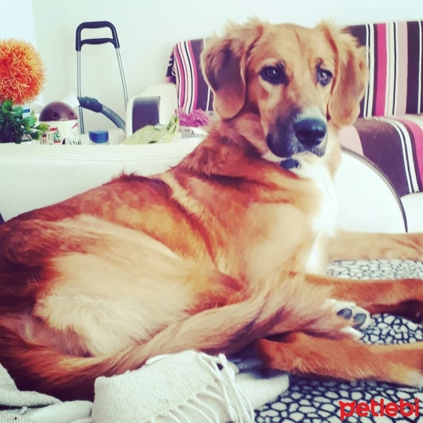 Golden Retriever, Köpek  Pucca fotoğrafı