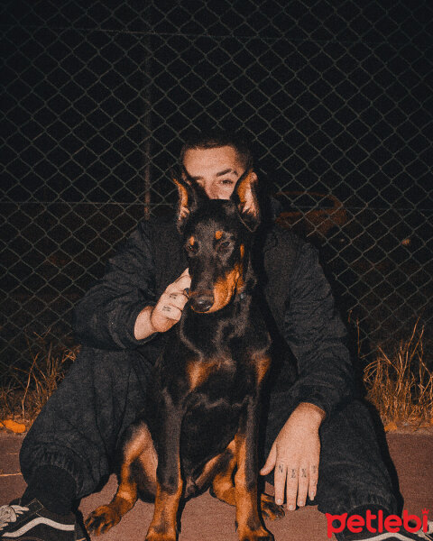 Doberman Pinscher, Köpek  Dobo fotoğrafı