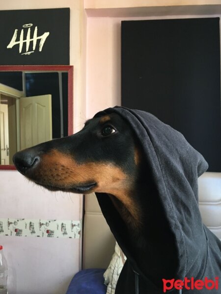 Doberman Pinscher, Köpek  Dobo fotoğrafı