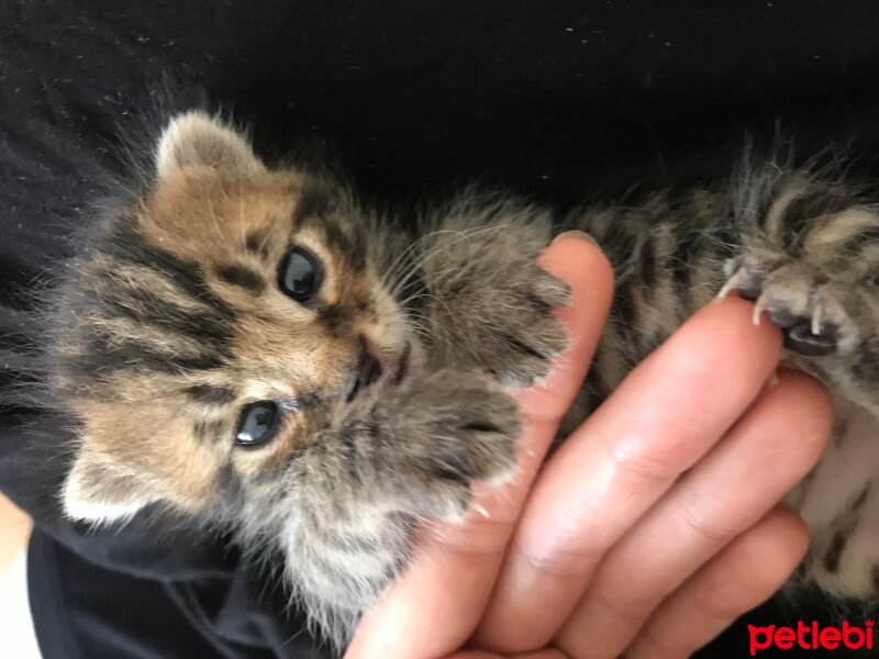 Tekir Kedi, Kedi  Oscar fotoğrafı