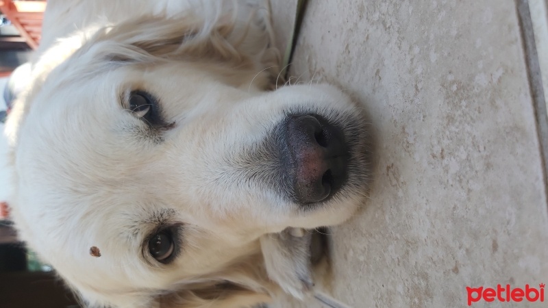 Golden Retriever, Köpek  Gofret fotoğrafı