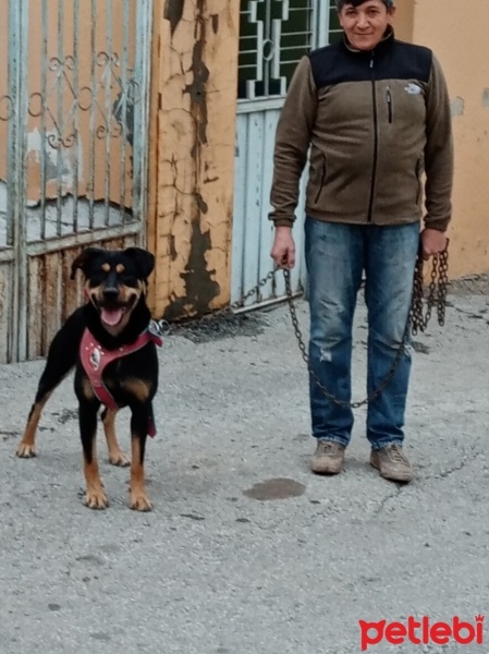 Rottweiler, Köpek  Karab fotoğrafı