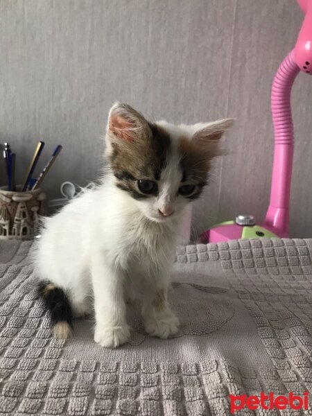 Tekir Kedi, Kedi  Mia fotoğrafı