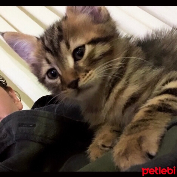 Tekir Kedi, Kedi  MİÇO fotoğrafı