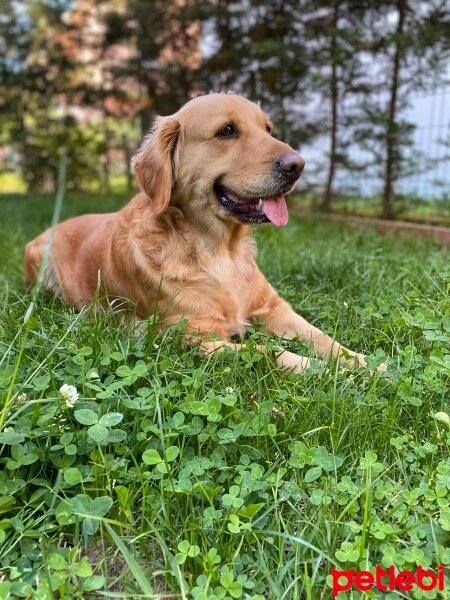 Golden Retriever, Köpek  Maya fotoğrafı