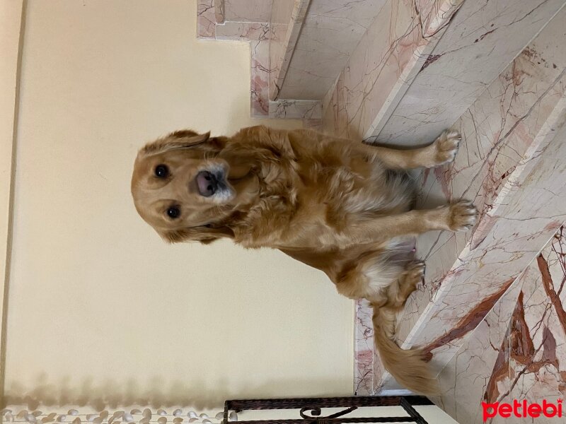 Golden Retriever, Köpek  Maya fotoğrafı