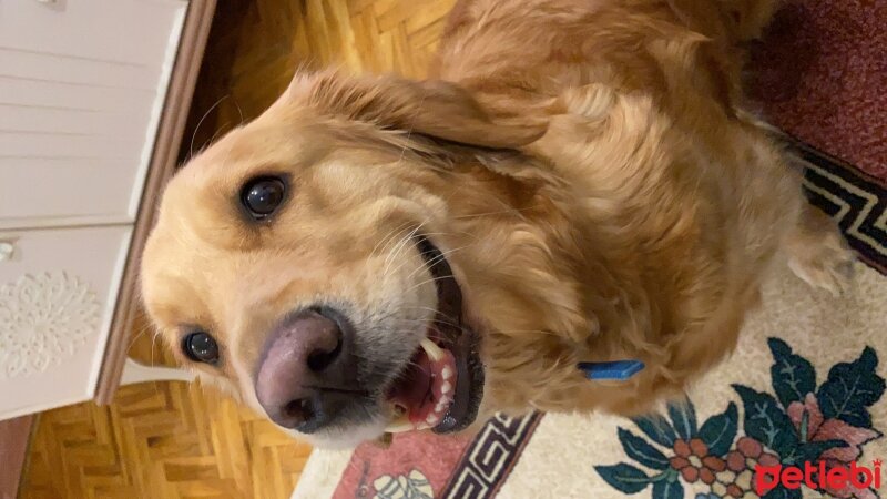 Golden Retriever, Köpek  Maya fotoğrafı