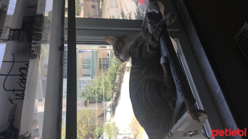 Tekir Kedi, Kedi  Duman fotoğrafı