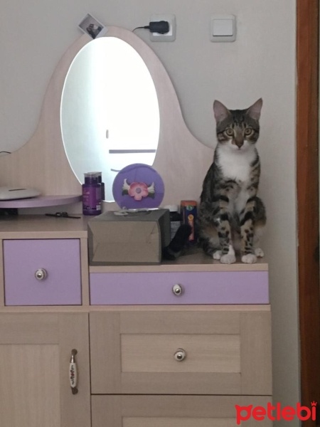 Tekir Kedi, Kedi  Duman fotoğrafı