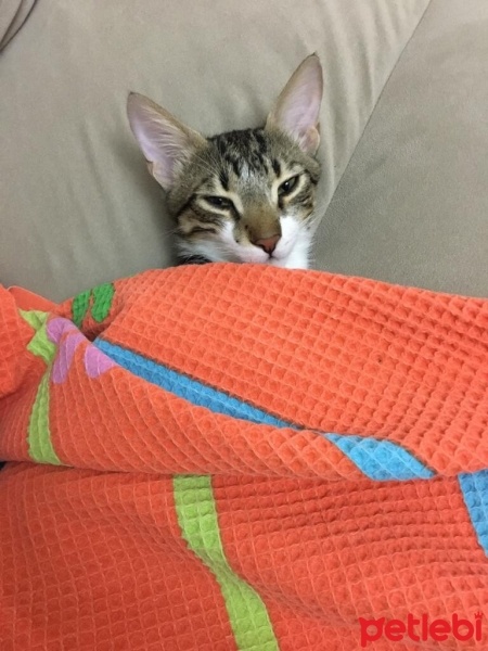 Tekir Kedi, Kedi  Duman fotoğrafı