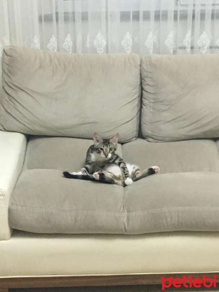 Tekir Kedi, Kedi  Duman fotoğrafı