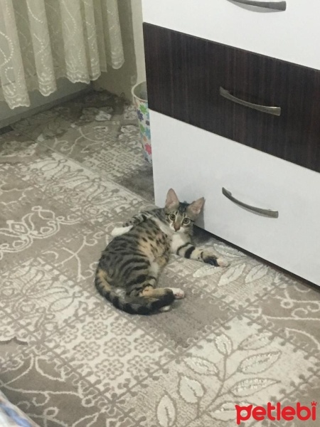 Tekir Kedi, Kedi  Duman fotoğrafı