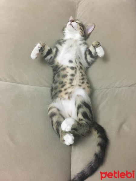 Tekir Kedi, Kedi  Duman fotoğrafı