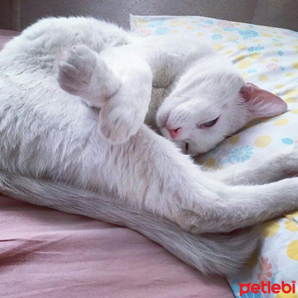 Ankara Kedisi, Kedi  bubble fotoğrafı